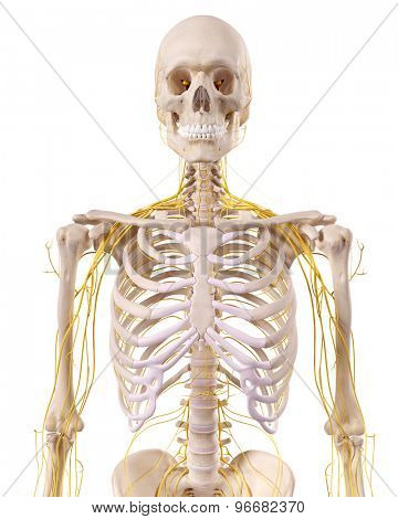 medically accurate illustration of the thorax nerves