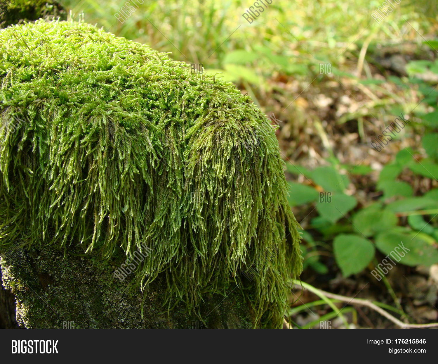 Green Fluffy Moss Image & Photo (Free Trial) Bigstock