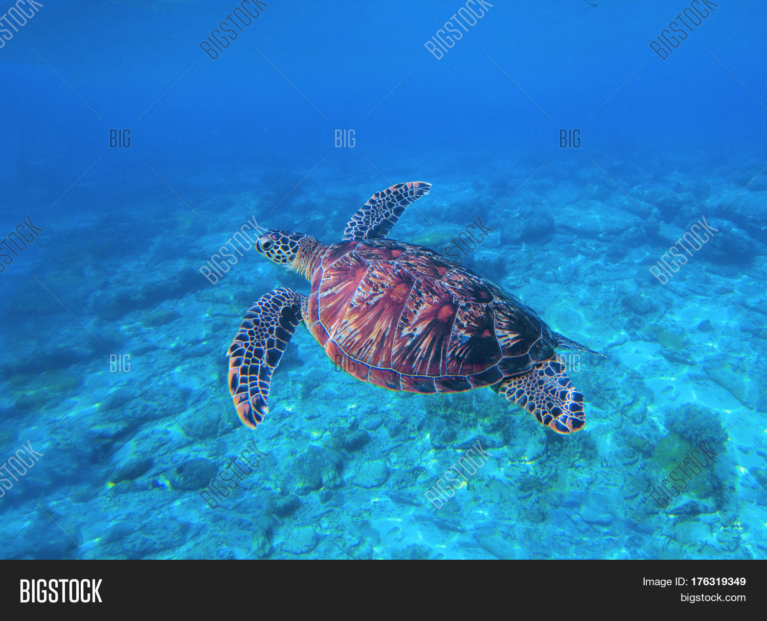 Tropical Water Turtle