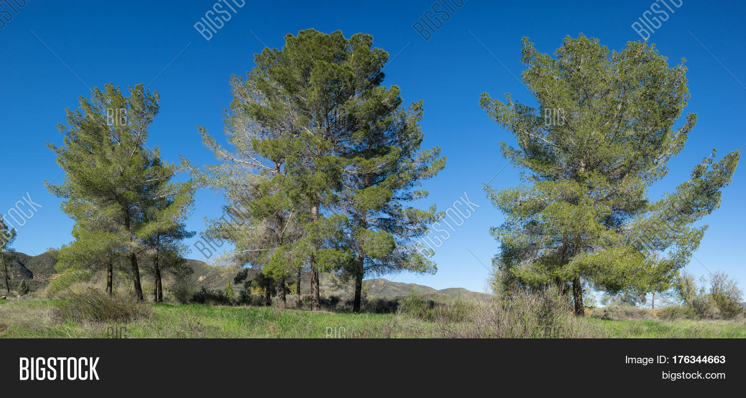 Line California Pine Image & Photo (Free Trial) Bigstock
