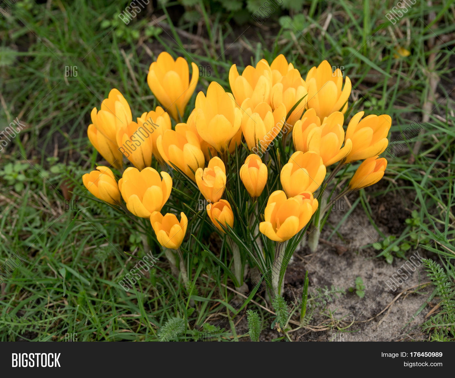 Yellow Crocus Flowers Image & Photo (Free Trial) Bigstock