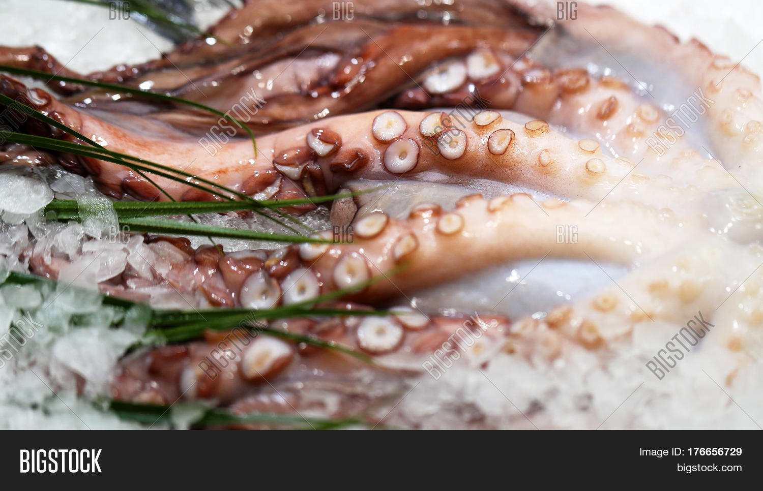 Octopus On Ice On Image & Photo (Free Trial) Bigstock