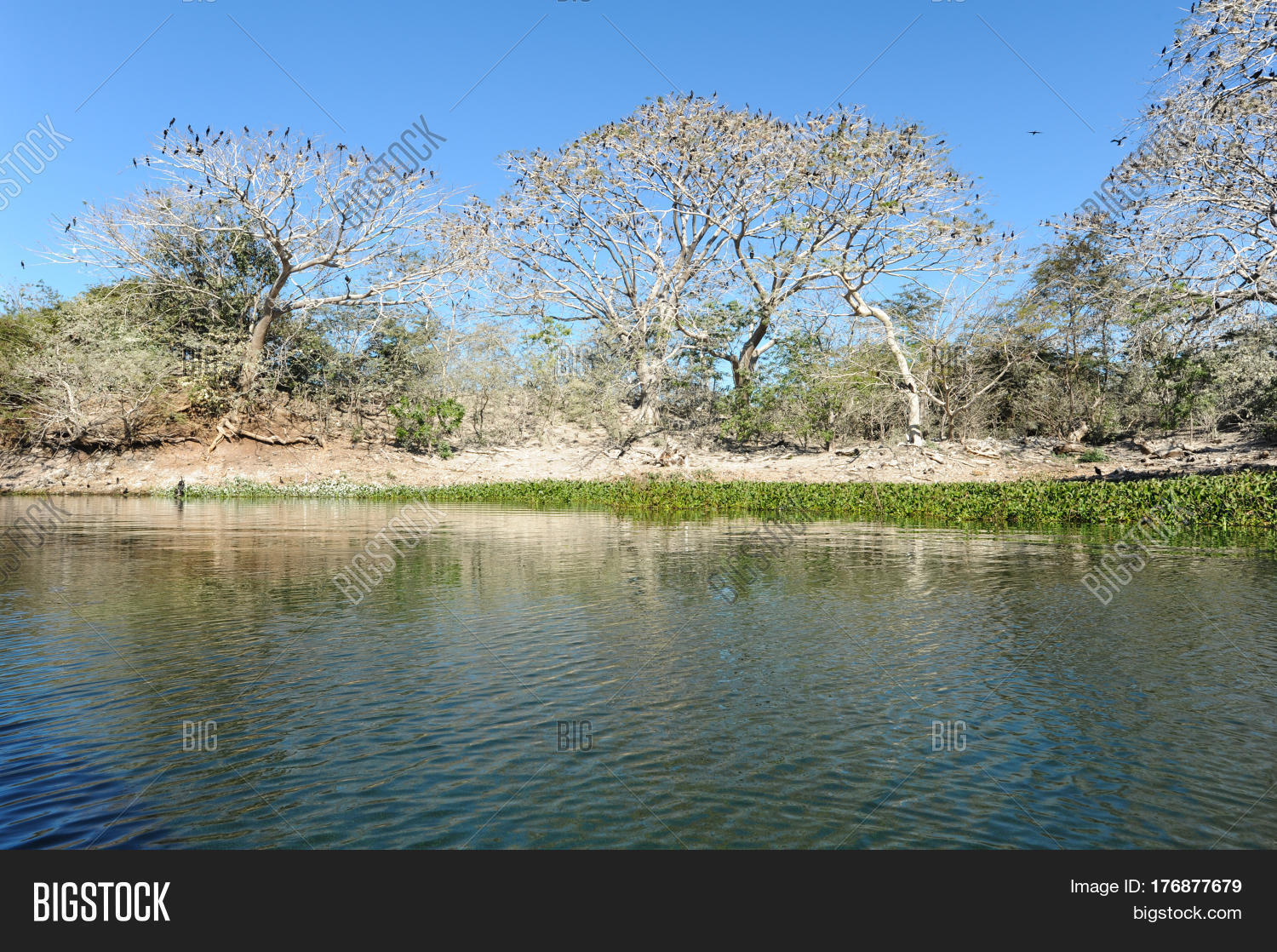 Bird Island On Lake Image & Photo (Free Trial) Bigstock