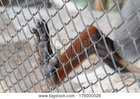 4th october world animal day. a little poor Endangered species monkey behind the cage. help them for a fairer place.