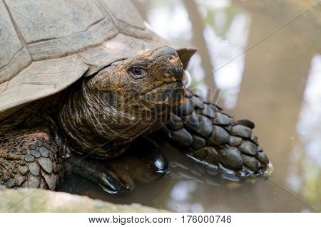 Close up old turtle in the zoo outdoor area in a little pond.