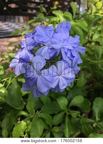 cape leadwort, purple flower in bright day