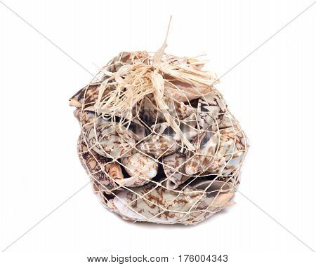 Decorative bag of bat volute sea shells, cymbiola vespertilio, volutidae family, isolated on white bacground