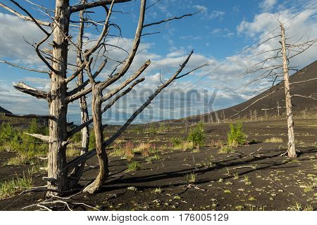Dead wood - a consequence of a catastrophic release of ash during the eruption of the volcano in 1975 Tolbachik north breakthrough - Kamchatka