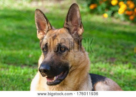 German Shepherd Dog in green nature garden