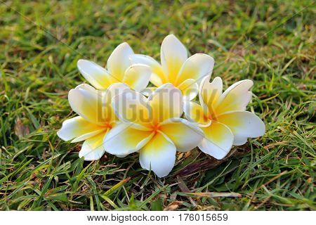 Travel to Bangkok, Thailand. White-yellow flowers of plumeria on the grass.