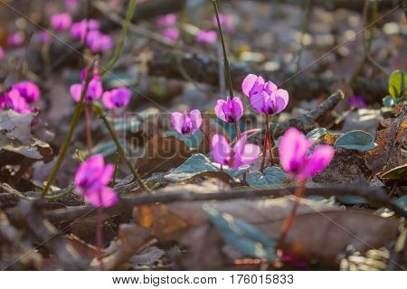 Cyclamen in the forest. Spring flowers in the forest, flowers in the leaves. Primroses.