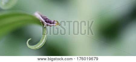 macro shot of a tiny caterpillar on a leaf