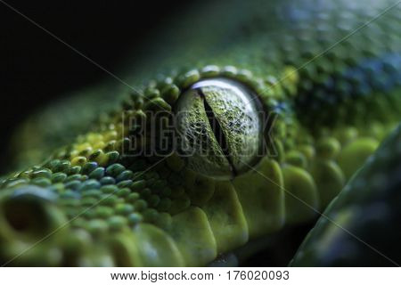 macro shot of an eye from a chondro python