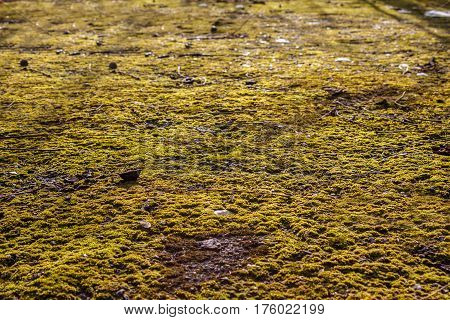 Moss on the asphalt. Moss in the sun. Lichen on the ground. Moss for background.