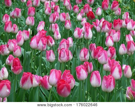 Tulip Field in Spring Shower!! Bunch of Blooming Vivid Pink and White Two-Tone Tulip Flowers with Raindrops