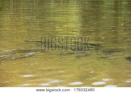The brown trout (Salmo trutta) in clear transparent pond