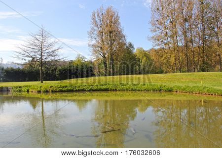 The brown trout (Salmo trutta) in clear transparent pond
