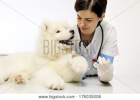 smiling veterinarian with dog in vet clinic blood exam