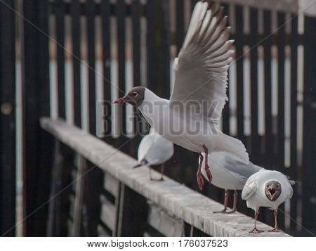 black-headed gull taking off in search of food