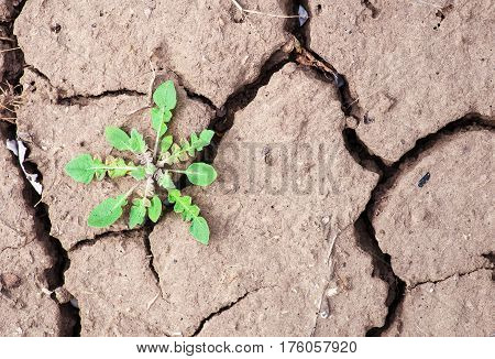 Weed grows in the ground. Dry land texture.
