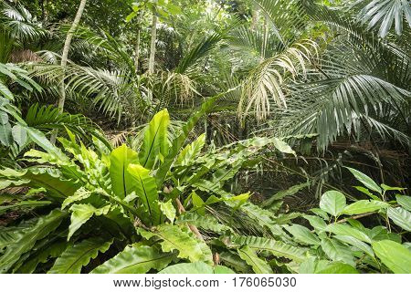 Green fern leaves(Asplenium setoi) in front of young satakentia liukiuensis trees