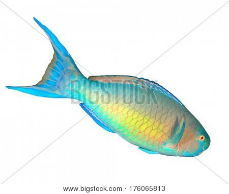 Rusty Parrotfish tropical fish isolated on white background