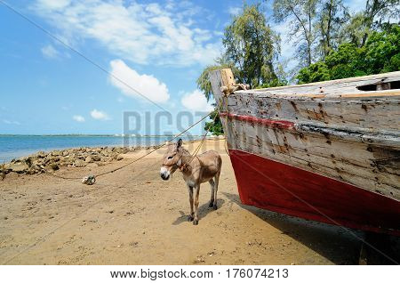Donkey being used for a transportation of sand on the Lamu archipelago standing on the beach Kenya