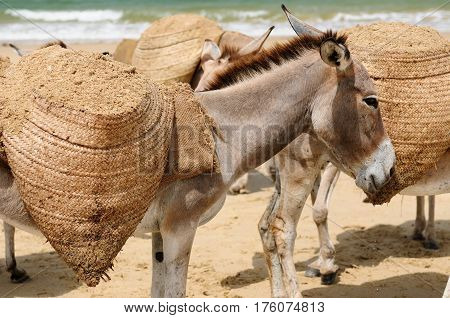 Donkey being used for a transportation of sand on the Lamu archipelago standing on the beach Kenya