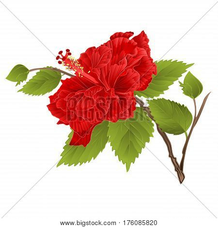 Stem red hibiscus tropical flower on a white background vintage vectorr illustration