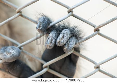 Monkey's hand in cage, close up photograph