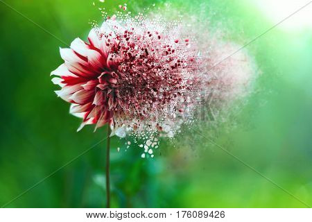 Disintegrating red flower on the green background