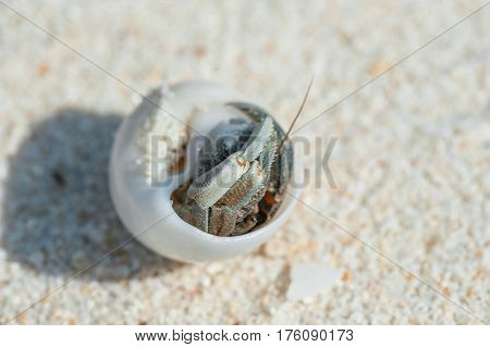 A small Cancer of the hermit in the shell