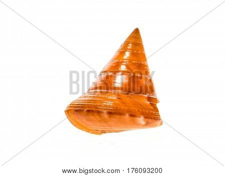 European Painted Topshell - Calliostoma Zizyphinum Sea Snail Slug Shell