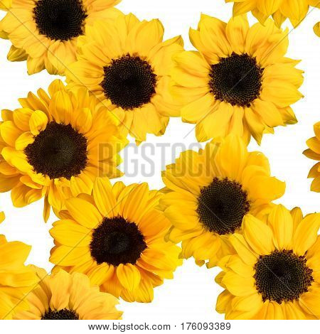 A seamless pattern with photos of shiny yellow sunflowers on white background