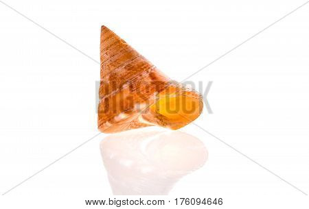European Painted Topshell - Calliostoma Zizyphinum Sea Snail Slug Shell