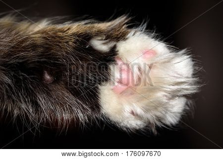Detail macro shot of soft Cat paws black background.