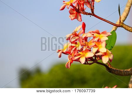 plumeria flower pink or desert rose beautiful on tree ( Common name Apocynaceae Frangipani Pagoda Temple )