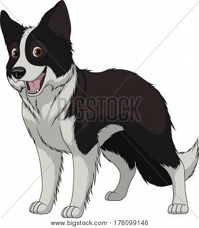 Vector illustration, funny purebred dog, Border Collie, on a white background