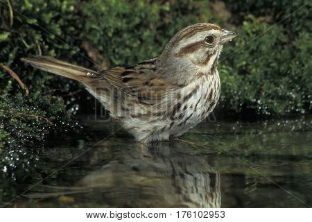 A Song Sparrow, Melospiza melodia bathing in a small forest pond