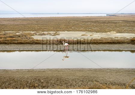 Lonely Flamingo On Delta Of River Evros, Greece