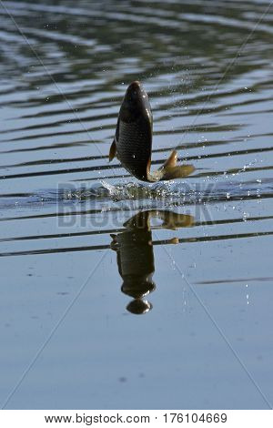 karp fish jumping out of the water