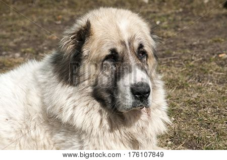 Central Asian big white shepherd livestock guardian dog head closeup