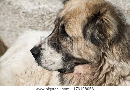 Central Asian big white shepherd livestock guardian dog head closeup