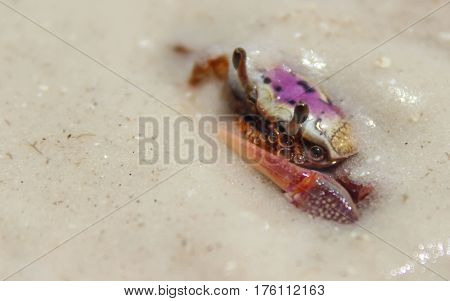A scared Fiddler Crab buried in the sand and blowing bubbles.