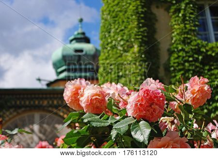 Roses In Lancut Castle, Subcarpathian Voivodeship, Poland