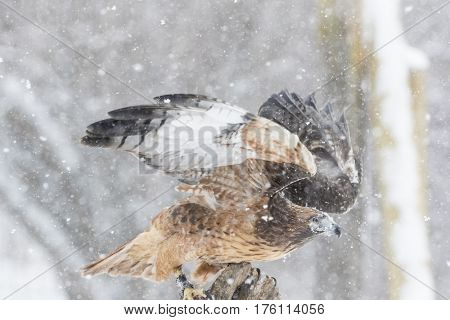 A Red Tailed Hawk sits in the middle of a snowstorm.
