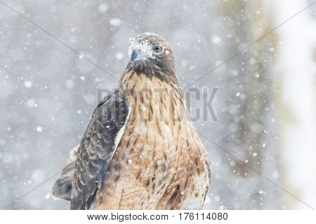 A Red Tailed Hawk sits in the middle of a snowstorm.