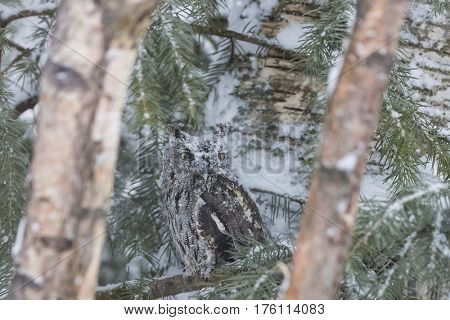 A Western Screech Owl sits on a tree branch in the middle of a snowstorm.