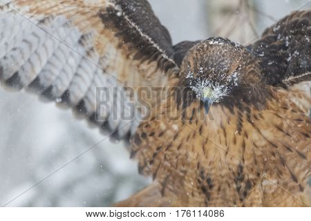 A Red Tailed Hawk sits in the middle of a snowstorm.