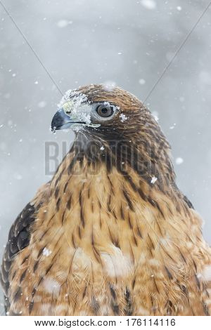 A Red Tailed Hawk sits in the middle of a snowstorm.